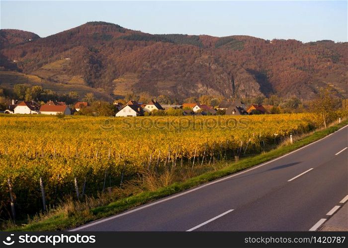 Mountain road - road through the vineyards at sunset. Wachau Valley
