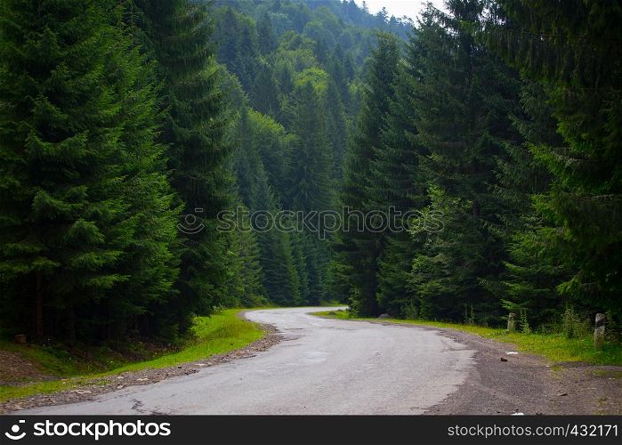 mountain road through the forest of high pines