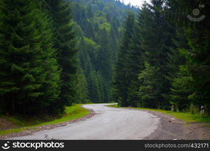 mountain road through the forest of high pines