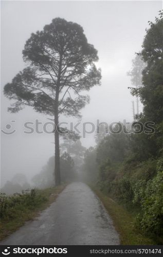 Mountain road with trees in fog, Punakha Valley, Punakha District, Bhutan