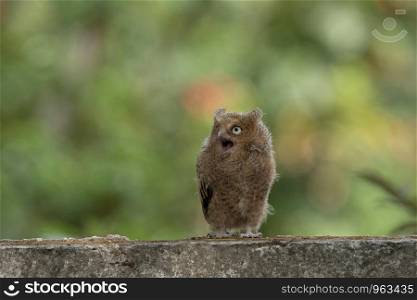Mountain Scops owl, Otus spilocephalus, Sattal, Nainital, Uttarakhand, India