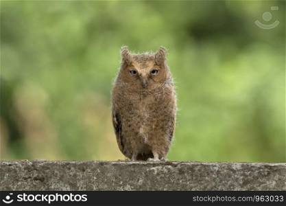 Mountain Scops owl, Otus spilocephalus, Sattal, Uttarakhand, India.