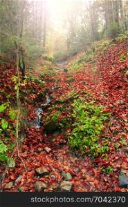 mountain spring in the autumnal forest. mountain spring in the autumnal forest of Carpathian mountains