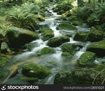 Mountain stream