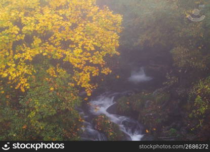 Mountain stream