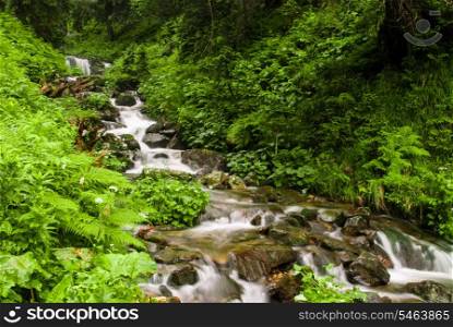 Mountain stream in green summer forest in Carpathian mountains