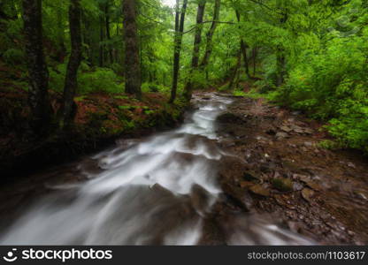 Mountain Stream in the Spring. Smoky Mountains, USA