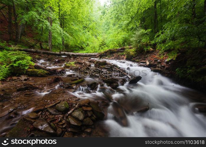 Mountain Stream in the Spring. Smoky Mountains, USA