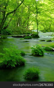 Mountain stream of the Oirase valley