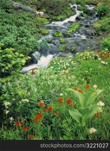 Mountain Stream Surrounded By Green Plants And Flowers