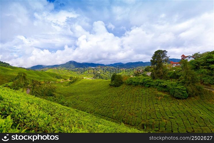Mountain tea plantation at Cameron Highlands, Malaysia