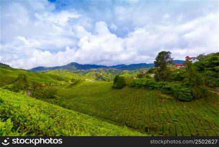 Mountain tea plantation at Cameron Highlands, Malaysia