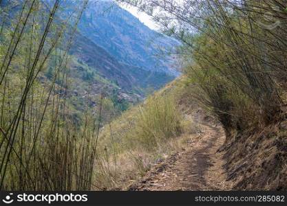 Mountain trail in bamboo thickets on spring day, Himalayas, Nepal. 