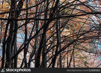 Mountain tree branches during fall season; horizontal orientation