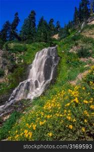 Mountain Waterfall With Yellow Flowers And Pine Trees