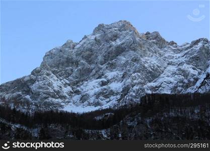 Mountain with snow and spruces before night
