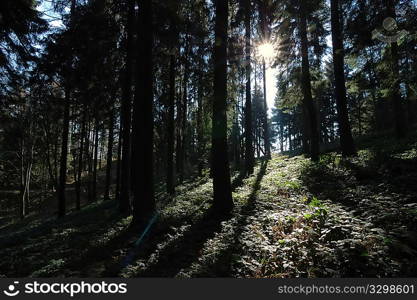 Mountain woods during fall season; horizontal orientation