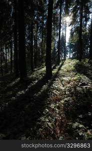 Mountain woods during fall season; vertical orientation