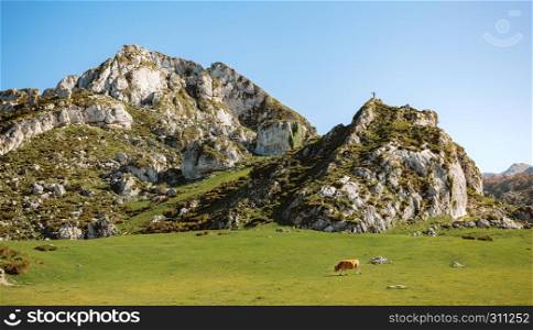 Mountaineer on a rock and cow walking through the grass in the mountains on a sunny day. Mountaineer on a rock and cow on the grass