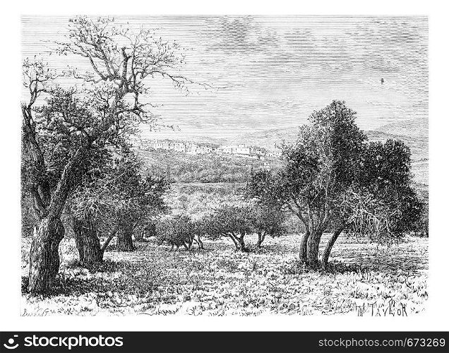 Mountainous Region of Samaria in Israel as Viewed from a Valley, vintage engraved illustration. Le Tour du Monde, Travel Journal, 1881