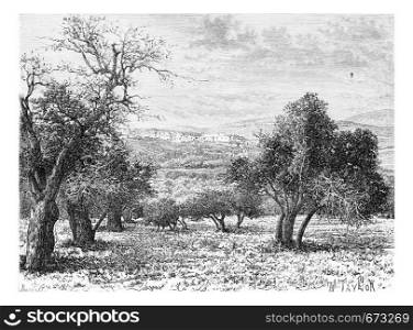 Mountainous Region of Samaria in Israel as Viewed from a Valley, vintage engraved illustration. Le Tour du Monde, Travel Journal, 1881