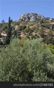 mountainous Zia village in Kos island, Greece (olive tree on foreground)