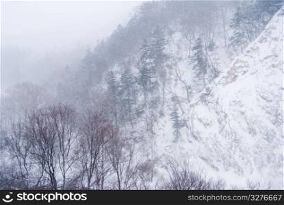 Mountains and bald trees covered by snow