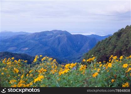 Mountains and yellow flowers. Yellow flowers in the mountains in winter.