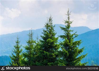 mountains covered with forest in the haze, in the focus of the t. mountains covered with forest in the haze, in the focus of the top of tall fir trees