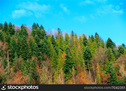 mountains covered with forest. mountains covered with multicolored forest in autumn