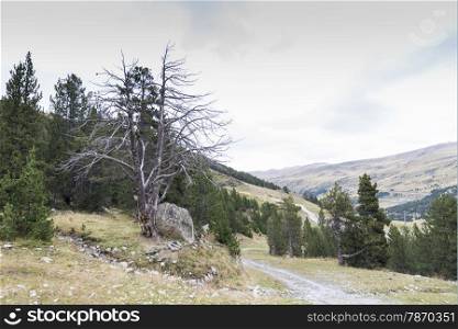 mountains full of vegetation in autumn in Andorra La Vella
