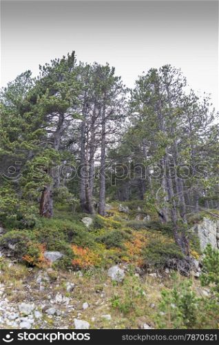 mountains full of vegetation in autumn in Andorra La Vella