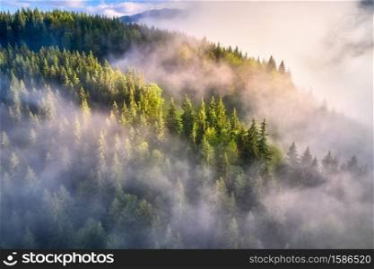 Mountains in clouds at sunrise in summer. Aerial view of mountain slopes with green trees in fog. Beautiful landscape with hills and foggy forest. Top view from drone of mountain woods in low clouds
