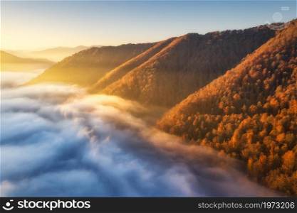 Mountains in low clouds at sunrise in autumn. Aerial view of mountain peaks and red trees in fog in fall. Beautiful landscape with foggy hills, forest, sunbeam. View from above of mountain valley