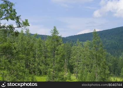 mountains in Sibiria among a taiga in the summer