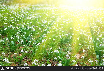 mountains meadow