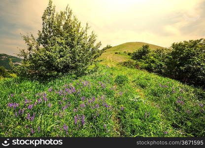 mountains meadow