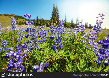 mountains meadow