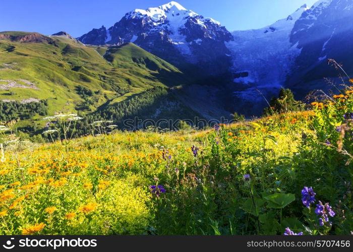 mountains meadow