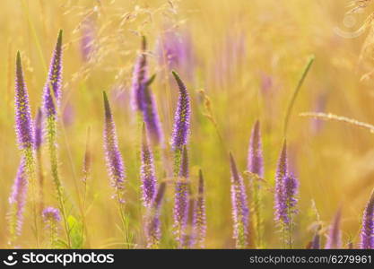 mountains meadow