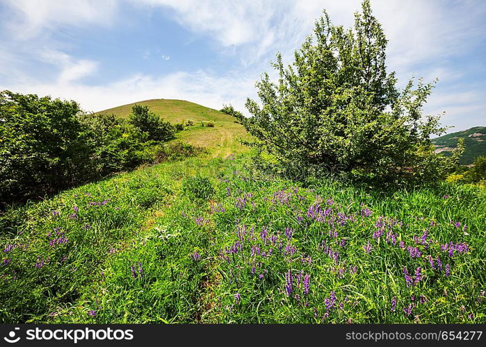 mountains meadow