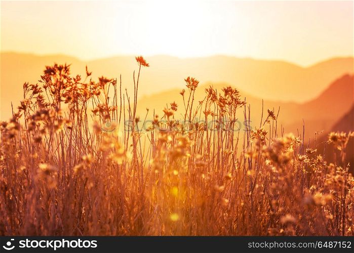 Mountains meadow. Mountain meadow in sunny day