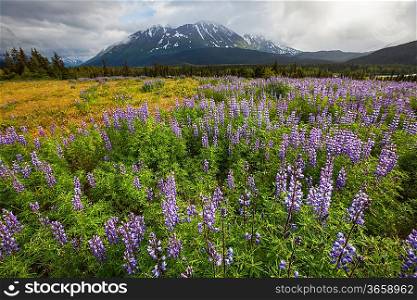 mountains meadow on Alaska