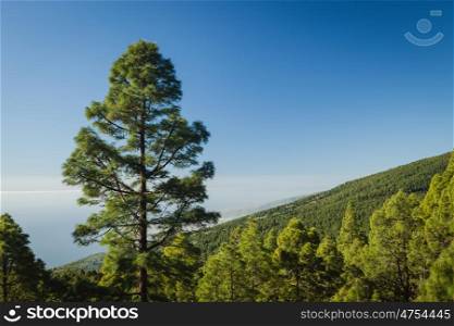 Mountainside with lots of vegetation and a blue sky of background