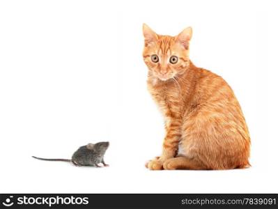 Mouse and cat isolated on white background