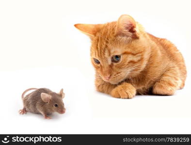 Mouse and cat isolated on white background