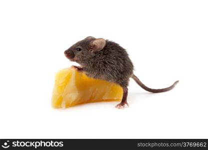 Mouse and cheese isolated on a white background
