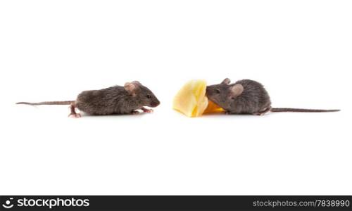Mouse and cheese isolated on a white background