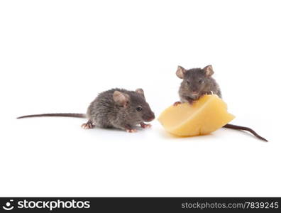 Mouse and cheese isolated on a white background