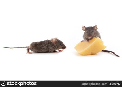 Mouse and cheese isolated on a white background